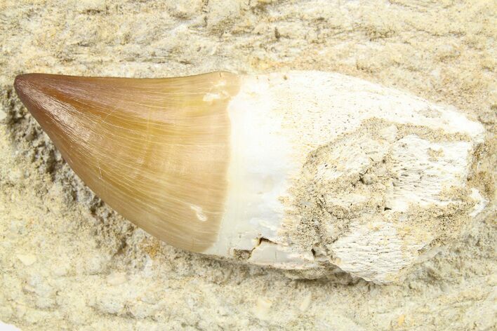 Partially Rooted Mosasaur (Prognathodon) Tooth In Rock - Morocco #264619